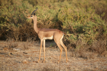 обоя gerenuk, животные, антилопы, гаренук, антилопа, китопарнокопытные, полорогие, млекопитающие, гаренуки