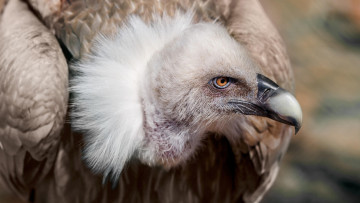 Картинка белоголовый+сип животные птицы+-+хищники белоголовый сип гриф падальщик грифы ястребиные ястребообразные птица хищник клюв когти перья крылья полёт