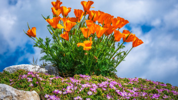 Картинка цветы разные+вместе эшшольция маргаритки