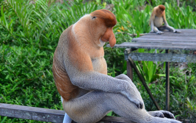 Обои картинки фото носач, животные, обезьяны, обезьяна, приматы, мартышковые, млекопитающие