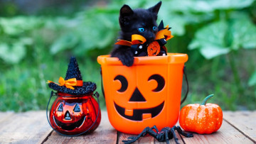 Картинка животные коты котенок черный тыквы горшок паук