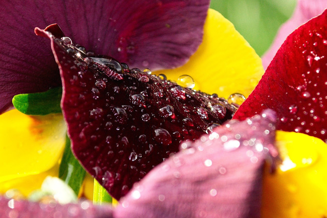 Обои картинки фото цветы, анютины глазки , садовые фиалки, роса, капли