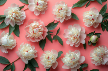 обоя 3д графика, цветы , flowers, розовый, фон, белые, пионы