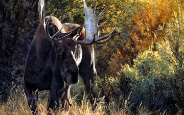 обоя рисованное, животные,  лоси, лось, рога, трава, кусты, деревья, лес, осень