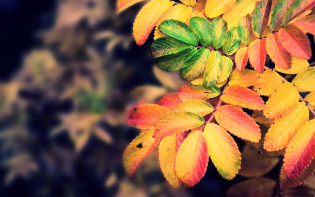 Обои картинки фото природа, листья, ветка, осень
