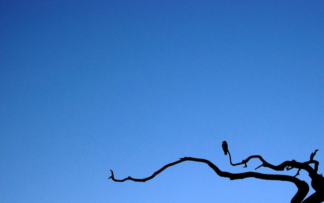 Обои картинки фото векторная графика, птицы , птицы, птица, небо, ветка, дерево, силуэты