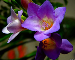 Картинка цветы фрезия