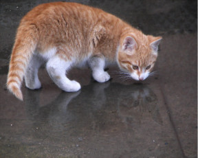 Картинка животные коты