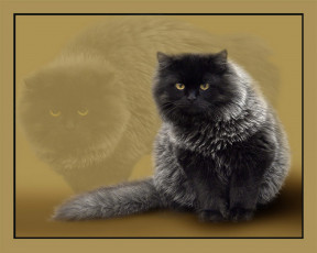 Картинка животные коты