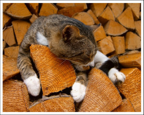 Картинка животные коты