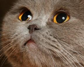 Картинка животные коты