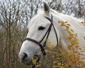 Картинка животные лошади