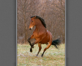 Картинка животные лошади