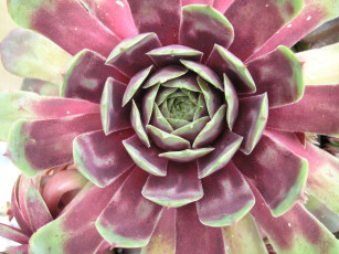 Картинка цветы