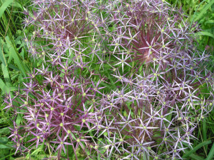 Картинка цветы