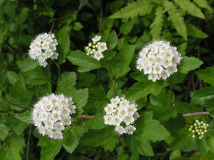 Картинка цветы цветущие деревья кустарники