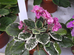 Картинка цветы фиалки