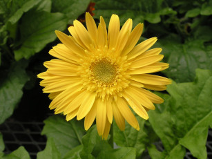 Картинка цветы герберы