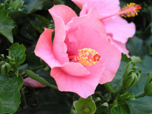 Картинка цветы гибискусы