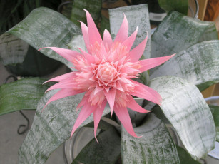 Картинка цветы кактусы