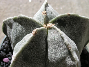 Картинка цветы кактусы