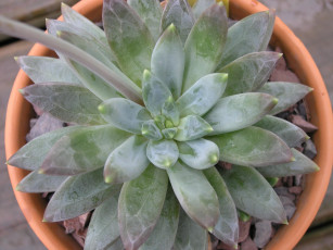 Картинка цветы каланхоэ