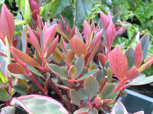 Картинка цветы каланхоэ