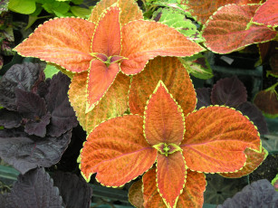 Картинка цветы колеусы каладиумы