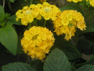 Картинка цветы лантана вербена