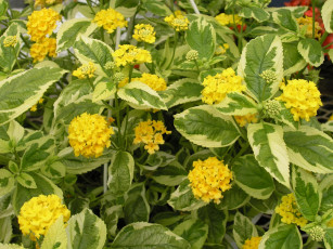 Картинка цветы лантана вербена