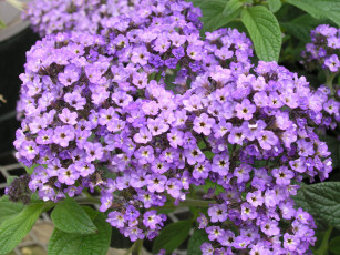 Картинка цветы лантана вербена