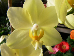 обоя цветы, орхидеи