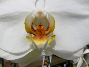 Картинка цветы орхидеи