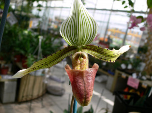 Картинка цветы орхидеи