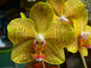 Картинка цветы орхидеи