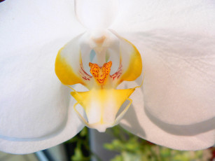 Картинка цветы орхидеи