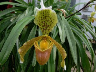 Картинка цветы орхидеи