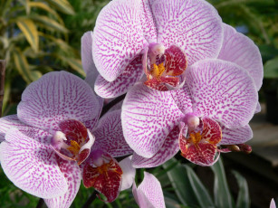 Картинка цветы орхидеи