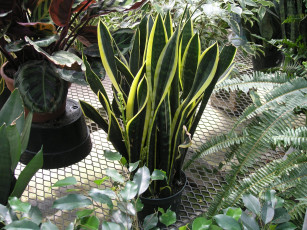 Картинка цветы разные вместе