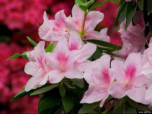 Картинка цветы рододендроны азалии