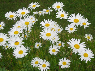 Картинка цветы ромашки