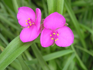 Картинка цветы традесканции