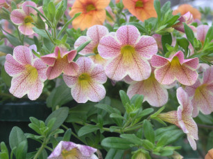 Картинка калибрахоа цветы петунии