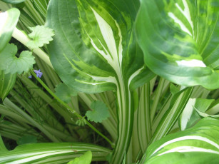 Картинка природа