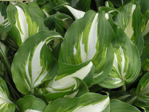 Картинка природа