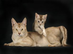 Картинка животные коты