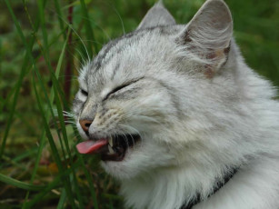 Картинка животные коты