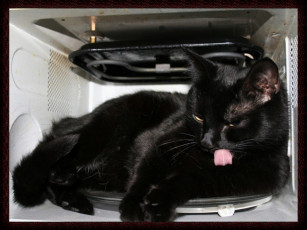 Картинка животные коты