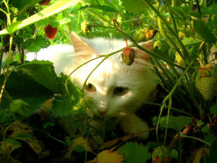 Картинка животные коты