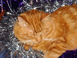 Картинка животные коты